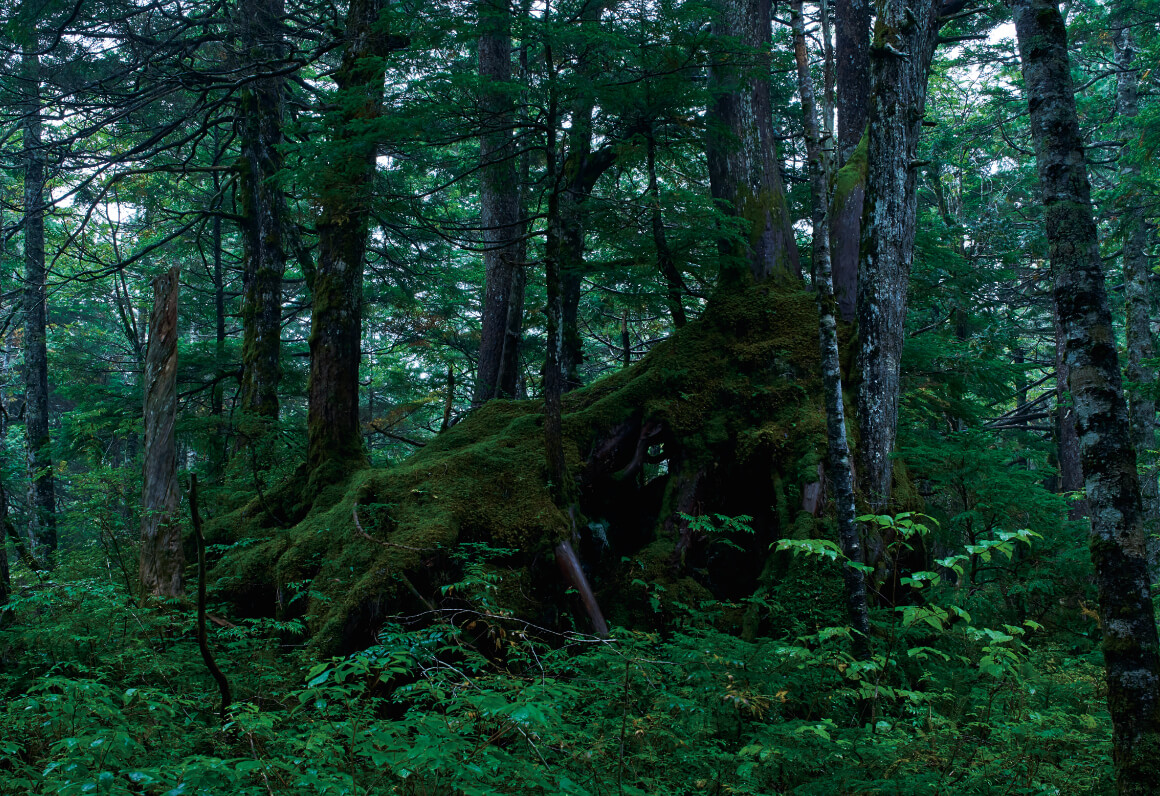 国産材の家具を探す